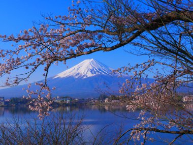 Kiraz çiçekleri ve Mt. Kawaguchi Gölü 'nden 