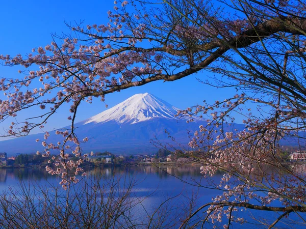 Flores Cerezo Monte Fuji Del Cielo Azul Ubuyagasaki Lago Kawaguchi — Foto de Stock