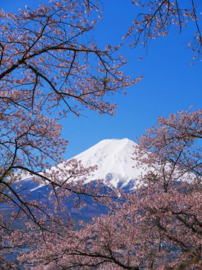 Fujiyoshida Şehri Yamanashi Japonya 'daki Fujimi Kotoku Park' ından kiraz çiçekleri ve Fuji Dağı. 04 / 19 / 2020