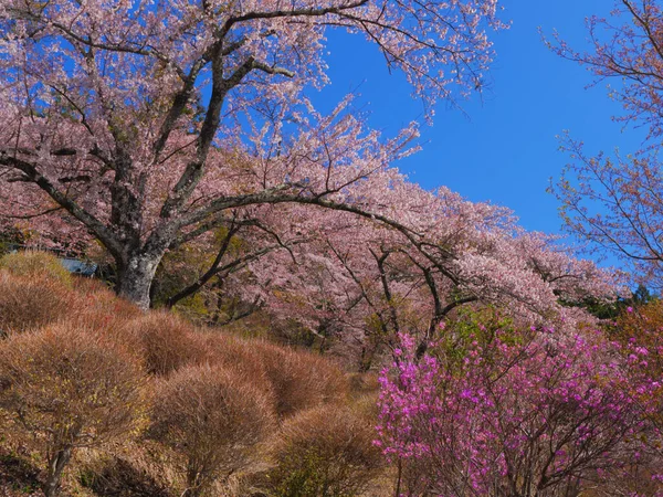 Cherry Blossoms Azaleas Koutoku Park Fujiyosida City Yamanashi Japan 2020 — Stock fotografie