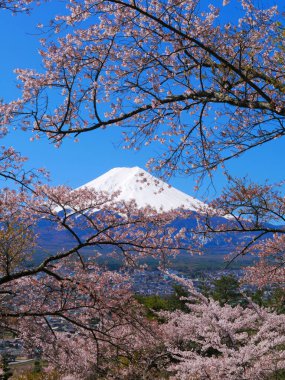 Fujiyoshida Şehri Yamanashi Japonya 'daki Fujimi Kotoku Park' ından kiraz çiçekleri ve Fuji Dağı. 04 / 19 / 2020