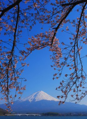 Mt. Fuji ve kiraz çiçekleri Kawaguchi Gölü 'nden mavi gökyüzünde Japonya 04 / 25 / 2020