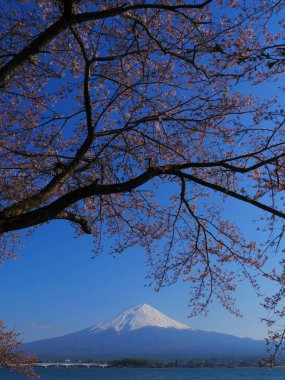 Mt. Fuji ve kiraz çiçekleri Kawaguchi Gölü 'nden mavi gökyüzünde Japonya 04 / 25 / 2020