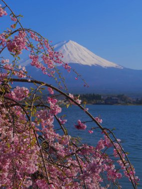 Mt. Fuji ve kiraz çiçekleri Kawaguchi Gölü 'nden mavi gökyüzünde Japonya 04 / 25 / 2020