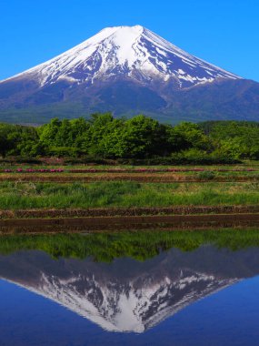 Mt. Fuji in May from Fujiyoshida City Japan 05/14/2020 clipart