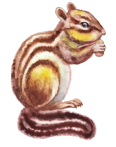 Ilustração Aquarela Engraçado Fofo Chipmunk Listrado Bonito Com Orelhas Pequenas — Fotografia de Stock