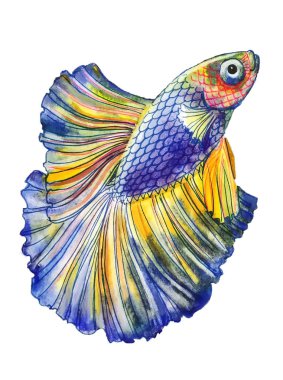 kuyruk ve yüzgeçler renkli çizgili bir parlak mor balık ve konveks bir göz ile turuncu surat sağa doğru yüzen