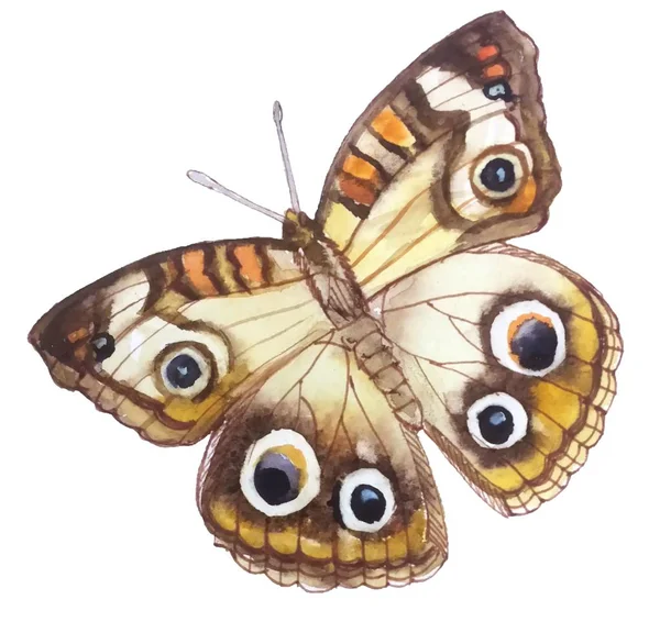 Eleganter Und Farbenfroher Beiger Schmetterling Mit Orangen Flecken Sechs Leuchtenden — Stockfoto