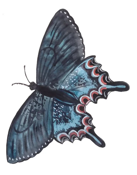 Eleganter Und Farbenfroher Hellblauer Schmetterling Mit Schwarzem Umriss Und Gemustertem — Stockfoto