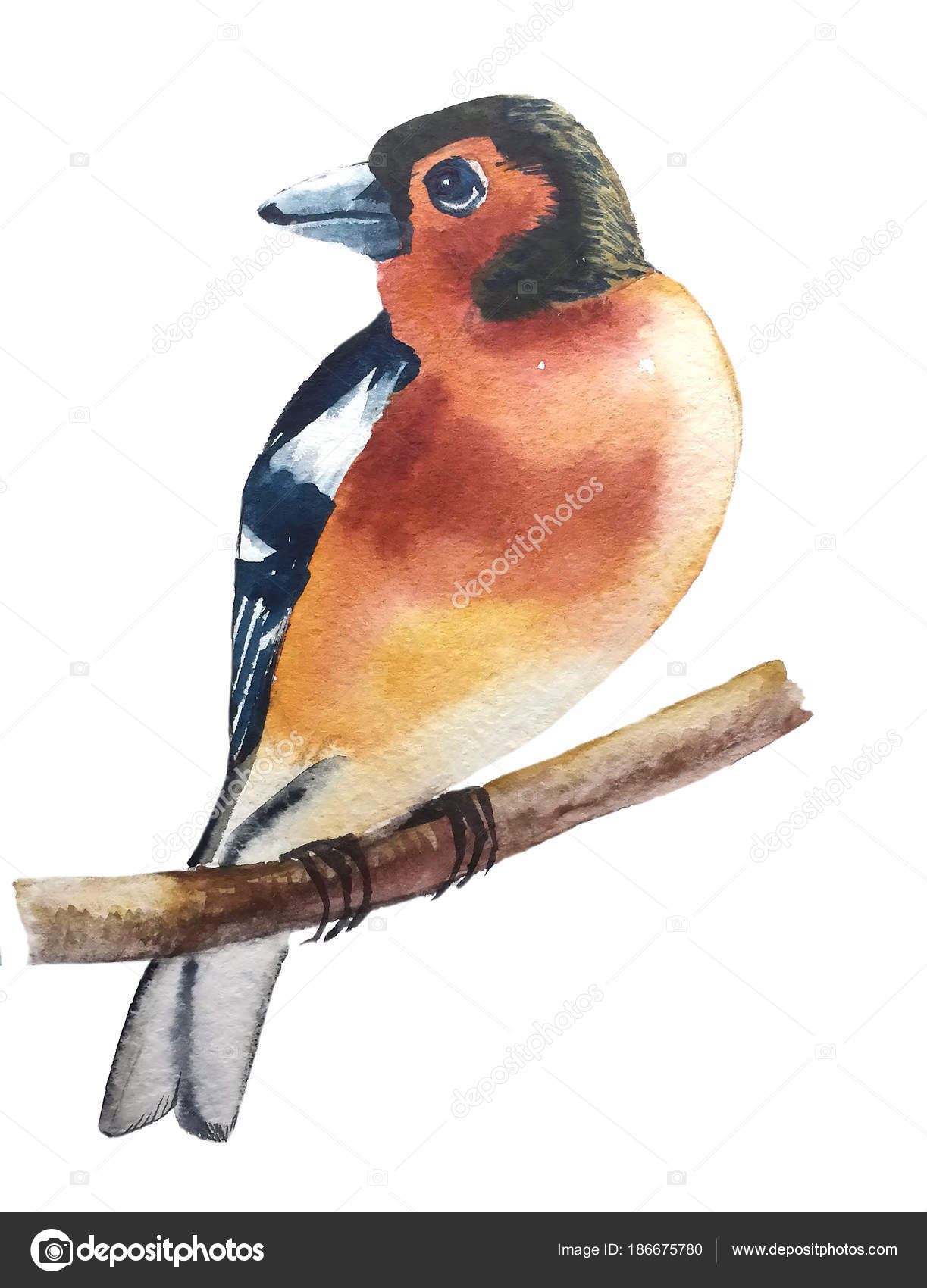 Mignon Bel Oiseau Porte Jaune Rouge Avec Noir Blanc Des