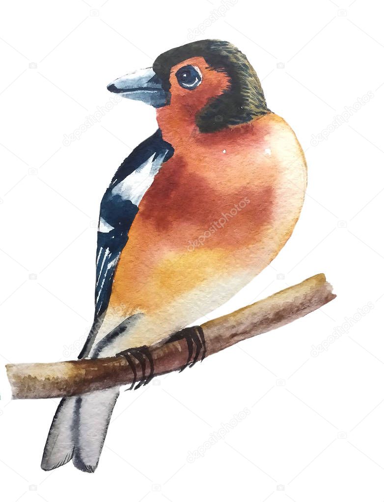 cute beautiful bird yellow-red Rack with black and white wings with shiny eyes sitting
