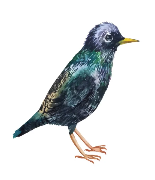 Pájaro Está Poco Volado Starling Con Pico Amarillo Brillante Sentado — Foto de Stock