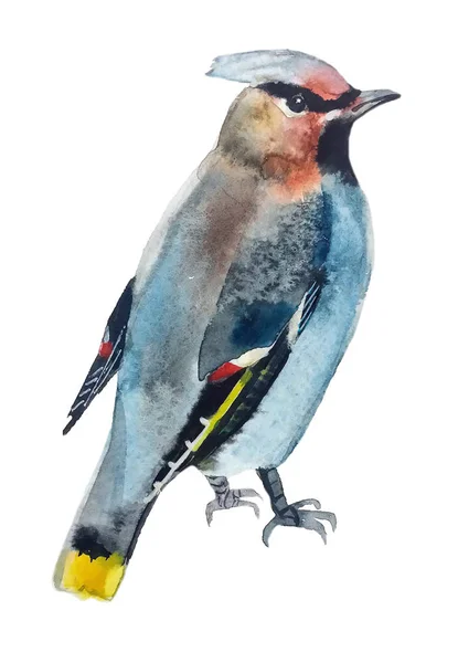 Blauer Wachsflügelvogel Mit Rotem Gesicht Und Schwarzem Balken Sitzt Rechts — Stockfoto