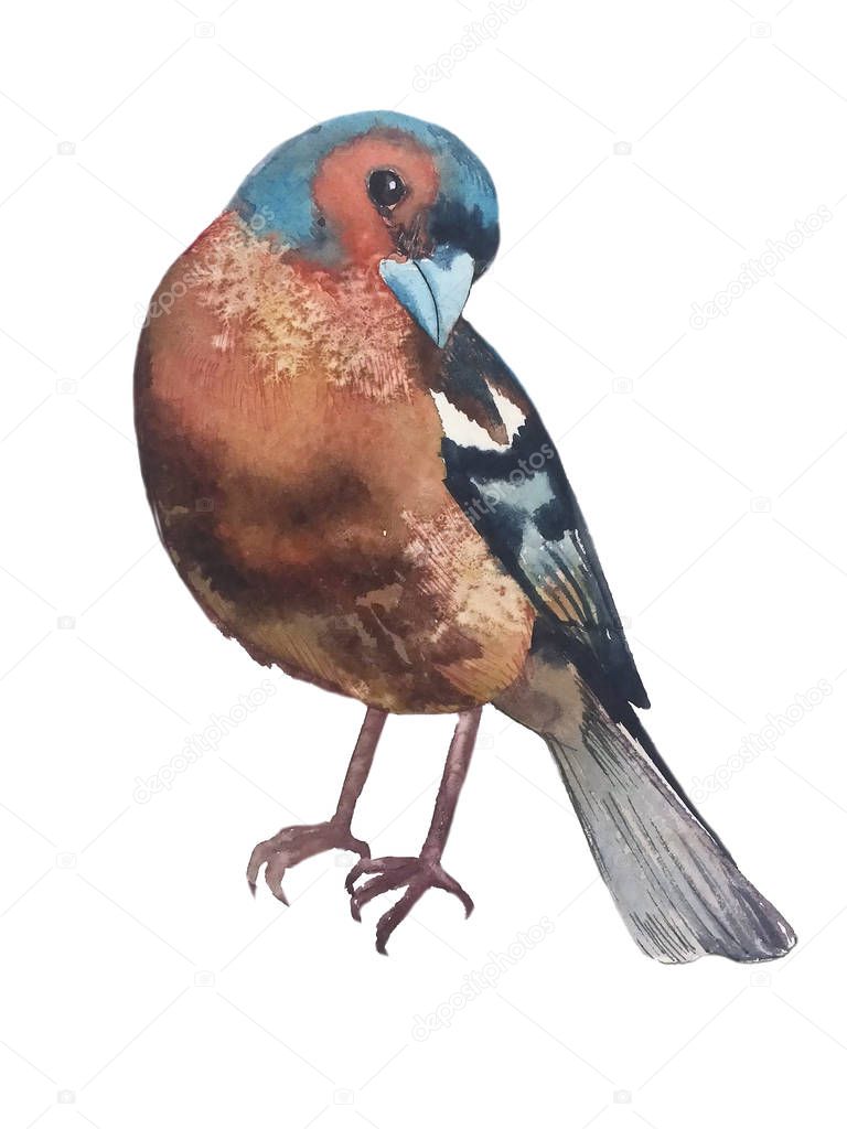 a bird Finch with a blue-orange face with a bright blue beak sits turning its head to the right, watercolor painting