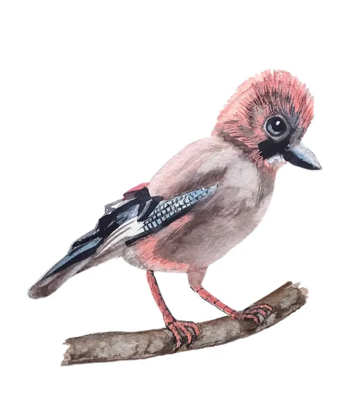 Zabawny Ptak Jest Młody Jay Niebieski Głowicą Puszysty Różowy Łapy — Zdjęcie stockowe