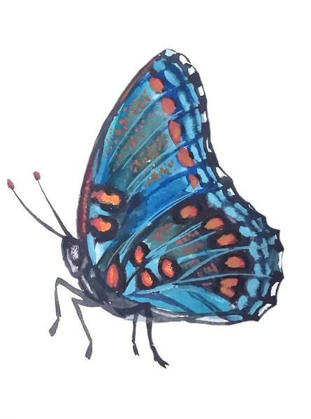 Leuchtend Tropischblauer Schmetterling Mit Orangen Flecken Einem Schwarzen Umriss Und — Stockfoto