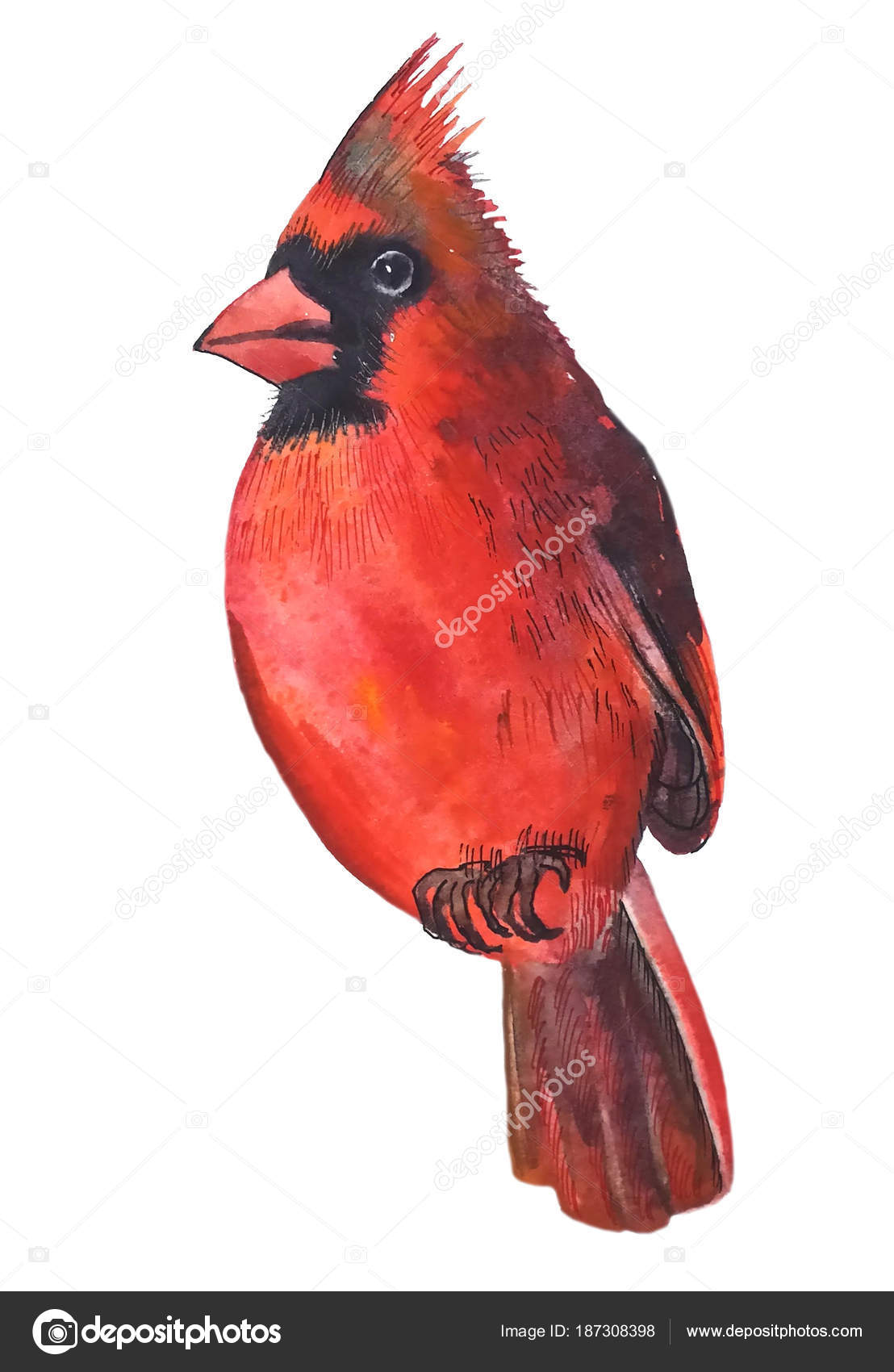 Oiseau Cardinal Rouge Vif Magnifique Avec Une Tache Noire