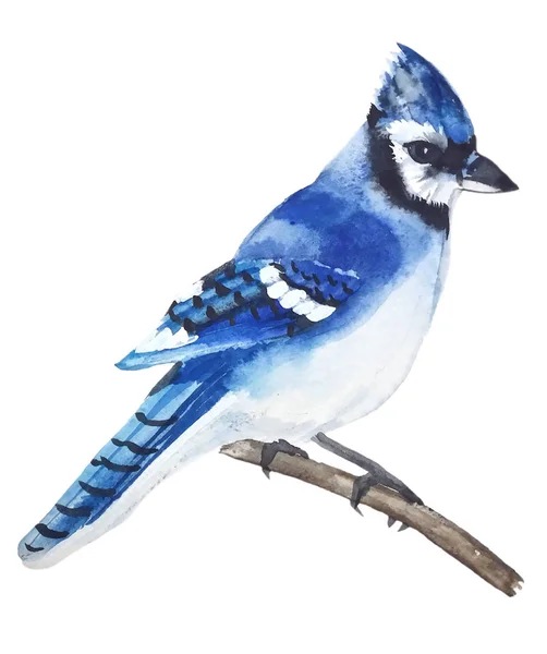 Brillante Pájaro Azul Jay Con Penacho Azul Cabeza Cara Blanco — Foto de Stock