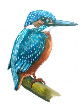 parlak turkuaz küçük mavi Kingfisher turuncu bir meme, suluboya resim ile kuştur