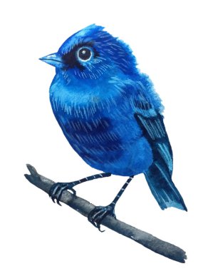 parlak küçük bir tutam ve yüzünde kara bir leke ile küçük mavi Kardinal kuş