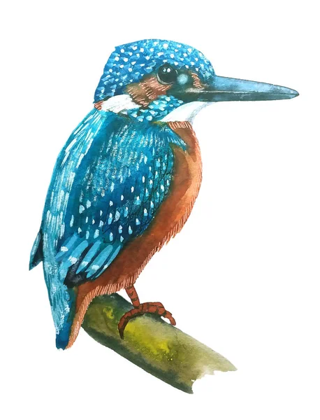 parlak turkuaz küçük mavi Kingfisher turuncu bir meme, suluboya resim ile kuştur