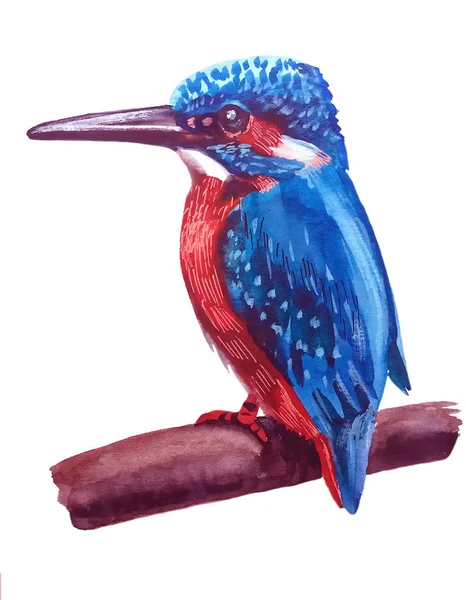 kuş parlak mavi Kingfisher ile yüz, kırmızı göğsünde açık kırmızı ve beyaz leke yaptı, suluboya resim