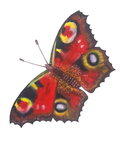 Schöne Leuchtend Rote Schmetterling Pfauenauge Mit Schwarzen Flecken Bunte Augen — Stockfoto