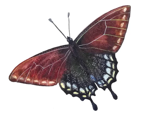 Schöner Dunkler Schmetterling Mit Weißen Punkten Und Weißen Streifen Und — Stockfoto