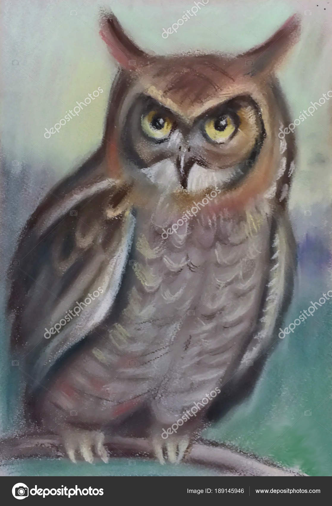 Oiseau Grand Hibou Multicolore Avec Bec Noir Pointu Grands