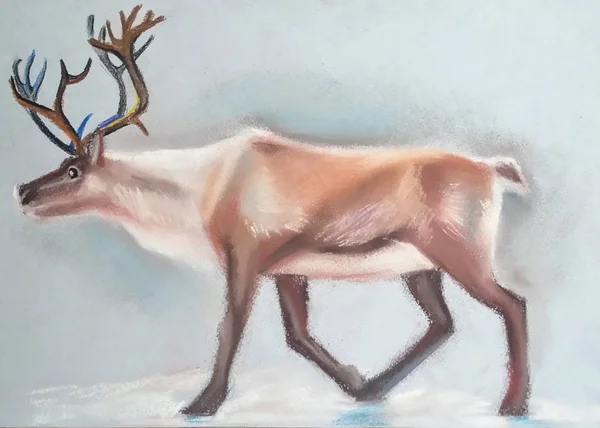 Large Northern Deer Branched Horns Left Colored Background Pastel Painting — Stock Photo, Image