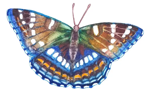 Strahlend Schöner Mehrfarbiger Schmetterling Mit Weißen Flecken Und Einem Doppelten — Stockfoto