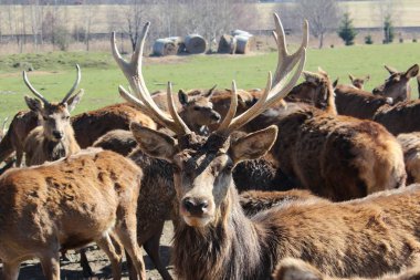 Geyik görünümünü yakın çekim