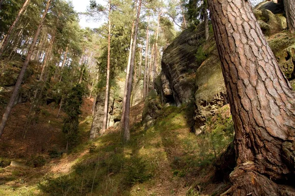 Kilátás Nyílik Táj Napnyugtakor Nemzeti Park Bohemian Switzerland Csehország — Stock Fotó