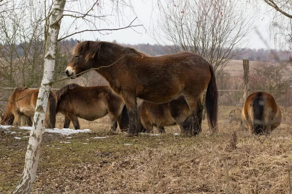 Caballo Salvaje Pastizales —  Fotos de Stock