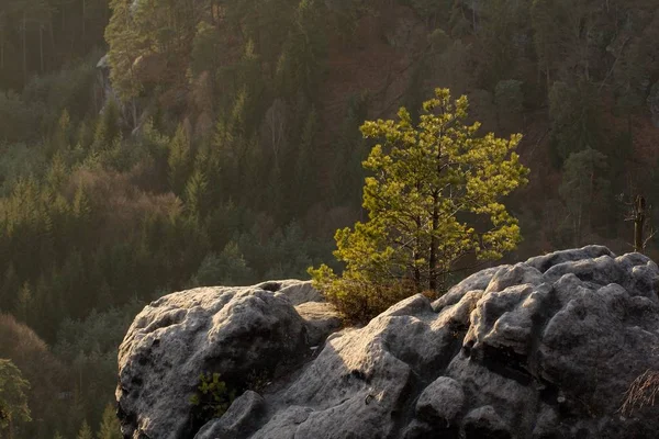 Blick Auf Die Landschaft Bei Sonnenuntergang Nationalpark Böhmische Schweiz Tschechische — Stockfoto