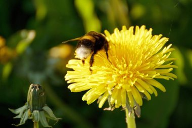 Çayırdaki karahindiba üzerinde bir bumblebee