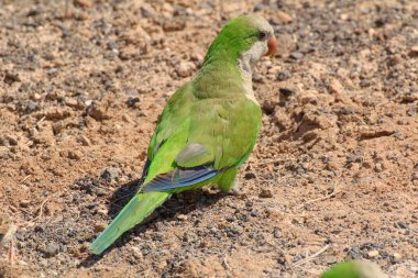 Yeşil papağan Fuerteventura, Kanarya Adaları