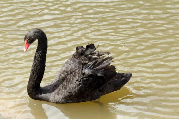 Schwarzer Schwan Auf Einem Teich — Stockfoto