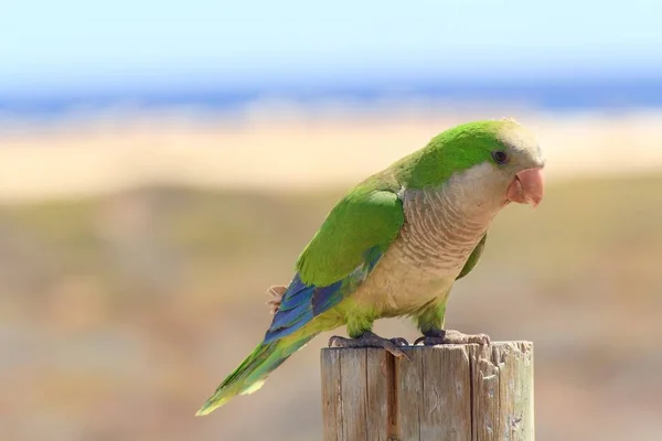 Green Parrot Fuerteventura Canary Islands — Stock Photo, Image