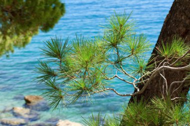 Çam güzel manzarasına Adriyatik kıyısında, Hırvatistan