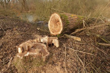 Kesilen ağaç görünümünü yakın çekim