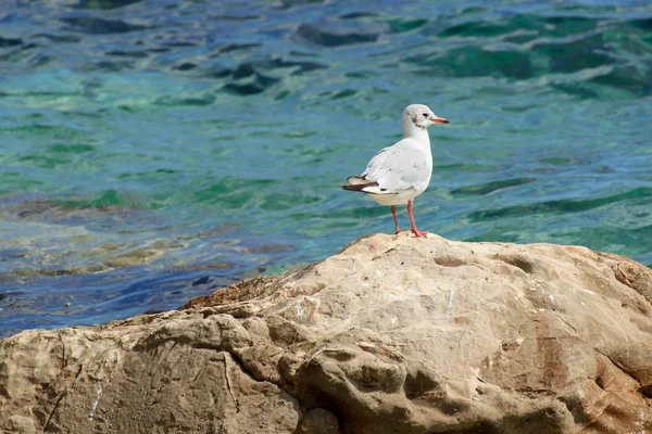 Hermosa Gaviota Orilla Del Mar Adriático Croacia — Foto de Stock