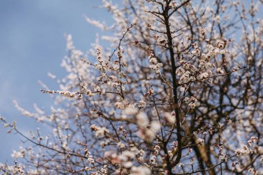 Bahar çiçekli kiraz ya da kayısı. Bahar güneşi