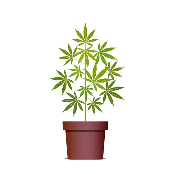 Planta de maconha ou maconha em panela. Ervas numa panela. Cultivo de cannabis . — Vetor de Stock