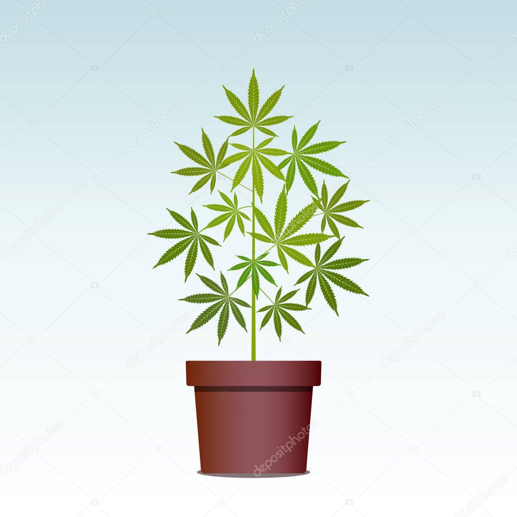 Marijuana or cannabis plant in pot. Herbs in a pot. Growing cannabis.