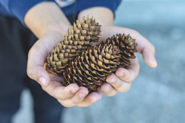 Küçük bir çocuğun elinde çam kozalağı