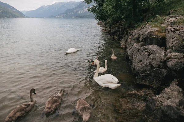 Zwanen — Stockfoto