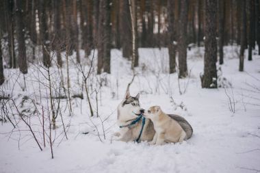 Husky köpek