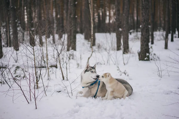 Husky-Hunde — Stockfoto