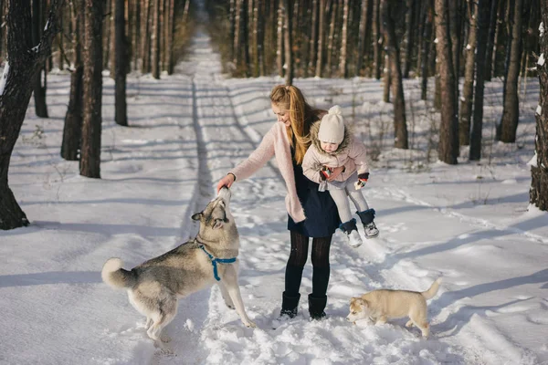 Husky — Stockfoto